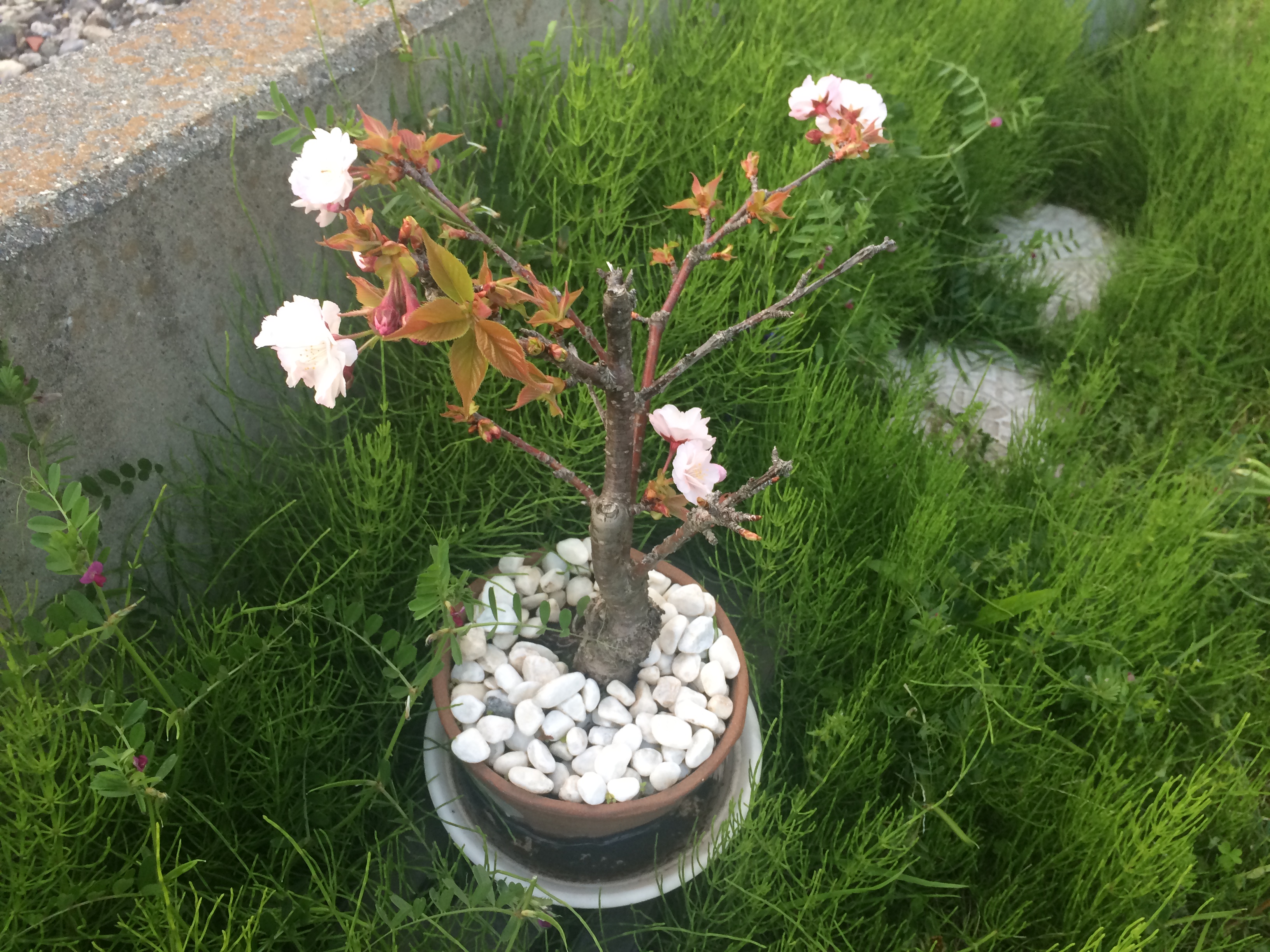 寒川,不動産,アパート,貸家,新築,マンション,土地